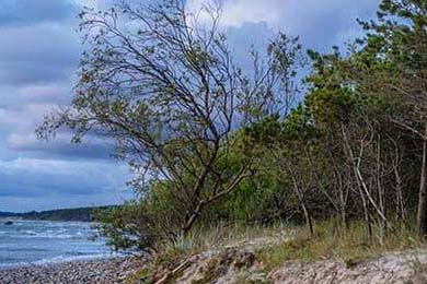 新疆男篮引进新外援提升锋线火力，新疆男篮的外援新情况